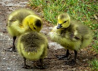 Free ducklings image, public domain animal CC0 photo.