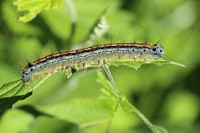 Free caterpillar image, public domain animal CC0 photo.