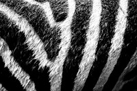 Free zebra image, public domain animal CC0 photo.