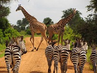 Free zebras and giraffes in the wild image, public domain animal CC0 photo.