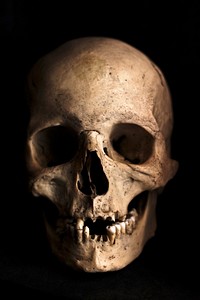 Free human skull photo, public domain skeleton CC0 image.