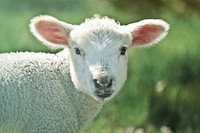 Free sheep image, public domain animal CC0 photo.