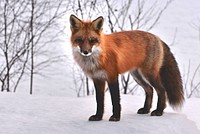 Free fox in snow image, public domain animal CC0 photo.