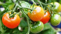 Free closeup on fresh tomato plant image, public domain CC0 photo.