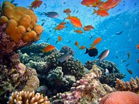 Free colorful reefs and fish image, public domain animal CC0 photo.