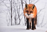 Free red fox in winter portrait photo, public domain animal CC0 image.