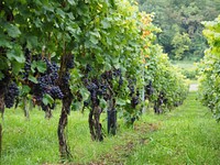 Free vineyard image, public domain fruit CC0 photo.