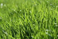 grass close up, free public domain CC0 photo
