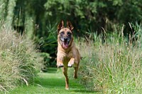 Free Belgian Shepherd Malinois image, public domain dog CC0 photo.