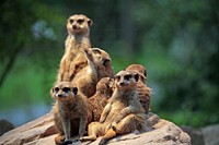 Free meerkat family portrait in nature background photo, public domain animal CC0 image.