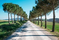 Path between rows of trees, free public domain CC0 photo