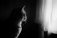 Free black and white cat photo, public domain grayscale CC0 image.