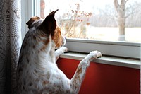 Free dog looking out image, public domain animal CC0 photo.