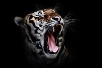 Free tiger image, public domain wild animal CC0 photo.