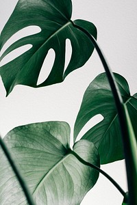 Monstera plant, free public domain CC0 photo