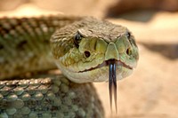 Free snake image, public domain animal CC0 photo.