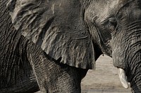 Free African elephant image, public domain wild animal CC0 photo.