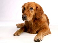 Free golden retriever dog image, public domain animal CC0 photo.