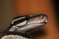 Free snake image, public domain animal CC0 photo.