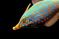 Free exotic fish image, public domain animal CC0 photo.