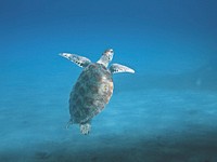 Free sea turtle image, public domain animal CC0 photo.