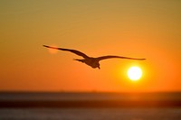 Free seagull flying in sunset photo, public domain animal CC0 image.