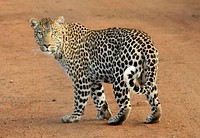 Free leopard image, public domain wild animal CC0 photo.