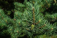 Free pine tree close up image, public domain plant CC0 photo.