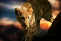 Free female lion background, wildlife image, public domain CC0 photo.