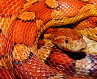 Free snake image, public domain animal CC0 photo.