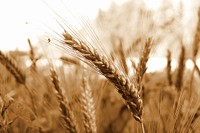 Free autumn wheat background public domain CC0 photo.