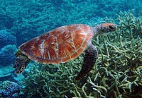 Free sea turtle image, public domain animal CC0 photo.