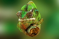 Free Chameleon face close up public domain CC0 photo.