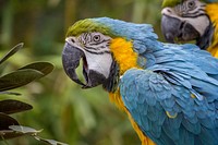 Free macaw parrot image, public domain animal CC0 photo.