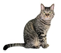 Free cute european shorthair cat image, public domain CC0 photo.