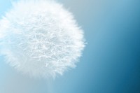 Free dandelion image, public domain flower CC0 photo.