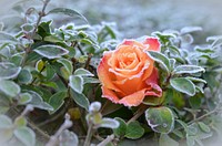 Free frost orange rose image, public domain flower CC0 photo.