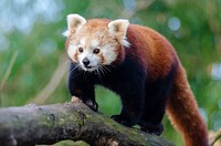 Free red panda on tree with nature background portrait photo, public domain animal CC0 image.