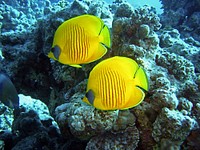 Free exotic fish image, public domain animal CC0 photo.