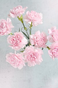 Free pink carnations image, public domain flower CC0 photo.