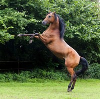 Free image of brown horse in grass, public domain animal CC0 photo.