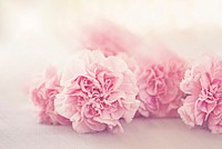 Free pink carnations image, public domain flower CC0 photo.