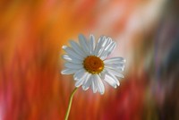 Free white gerbera background image, public domain flower CC0 photo.