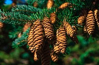 Free closeup on conifer cone image, public domain nature CC0 photo.