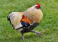 Free chicken image, public domain animal CC0 photo.