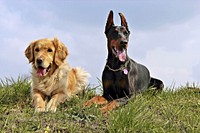 Free golden retriever dog sitting with doberman image, public domain animal CC0 photo.