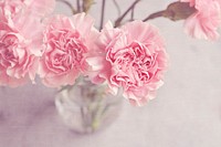 Free pink carnations image, public domain flower CC0 photo.