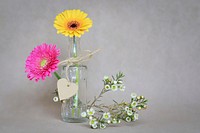Free gerbera daisies image, public domain flower CC0 photo.