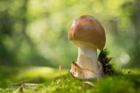 Free mushroom photo, public domain plant CC0 image.