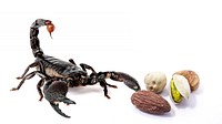 Free scorpion image, public domain animal CC0 photo.
